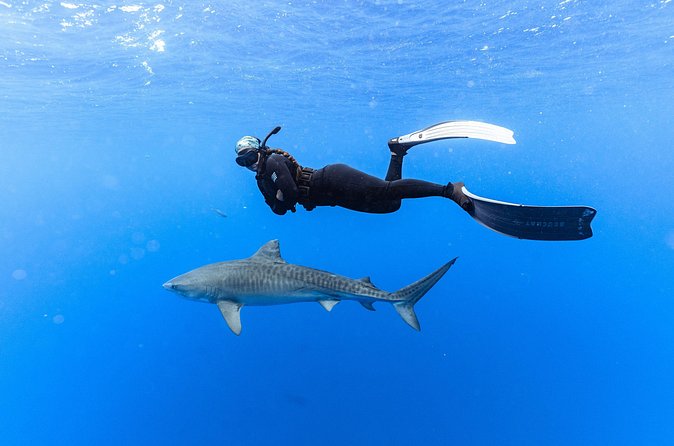 Shark Dive Private Charter No Cage - Value and pricing: what $824 per group really means