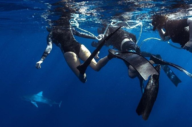 Shark Dive Private Charter No Cage - Booking timing, mobile tickets, and English guidance