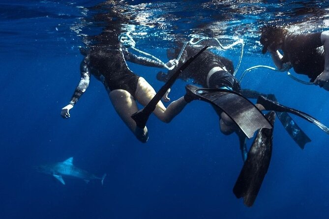Shark Dive Private Charter No Cage - How the 2-hour experience usually unfolds on your charter