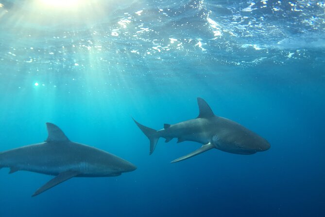 Shark-Dive Tour on Oahu's North Shore - Cage-Free Shark Snorkeling From Haleiwa: The real deal vs the hype
