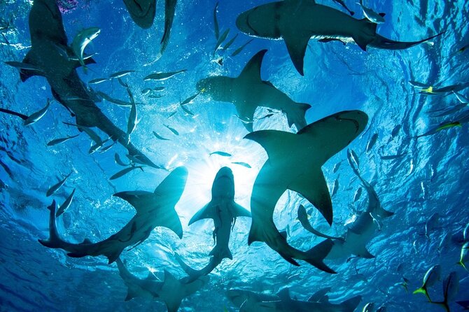 Shark-Dive Tour on Oahu's North Shore - Getting offshore: the 3-mile run and 250-feet depth