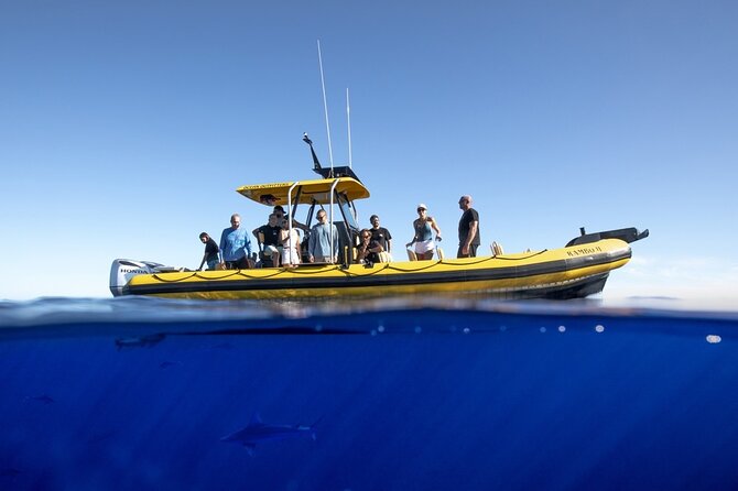 Shark-Dive Tour on Oahu's North Shore - The boat ride reality: motion sickness and choppy-day planning