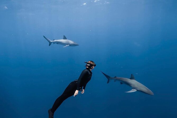 Shark Diving and Snorkeling in Oahu Hawaii - Key things I’d bet on before you book