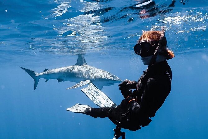 Shark Diving and Snorkeling in Oahu Hawaii - Why Haleiwa and Oahu’s North Shore work for a cage-free shark swim