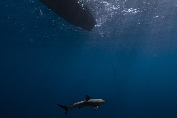 Shark Diving and Snorkeling in Oahu Hawaii - The full timeline: about 2 hours, with real water time
