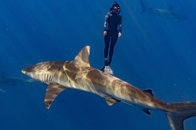 Shark Diving and Snorkeling in Oahu Hawaii - What the shark encounter feels like, cage-free and open ocean
