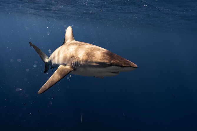Shark Diving and Snorkeling in Oahu Hawaii - The crew, the vibe, and why the photographer matters