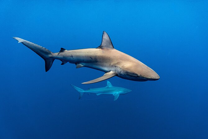 Shark Diving and Snorkeling in Oahu Hawaii - Who should go, and who might want to rethink it