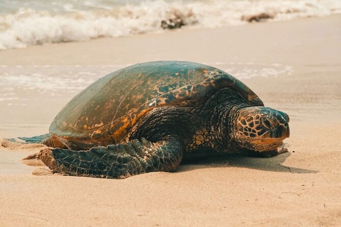 Small Group North Shore Circle Island Tour Oahu - Pickup, group size, and why timing is everything