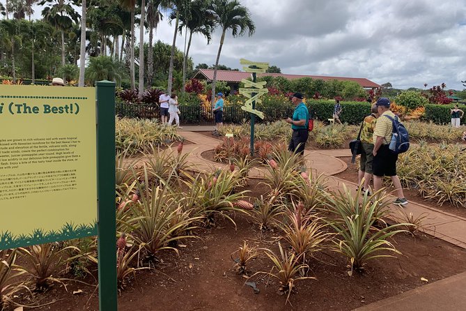 Small Group-Oahu Tour, Dole Plantation, Northshore, Sunset Beach - Sunset Beach: winter waves, short stop, big payoff