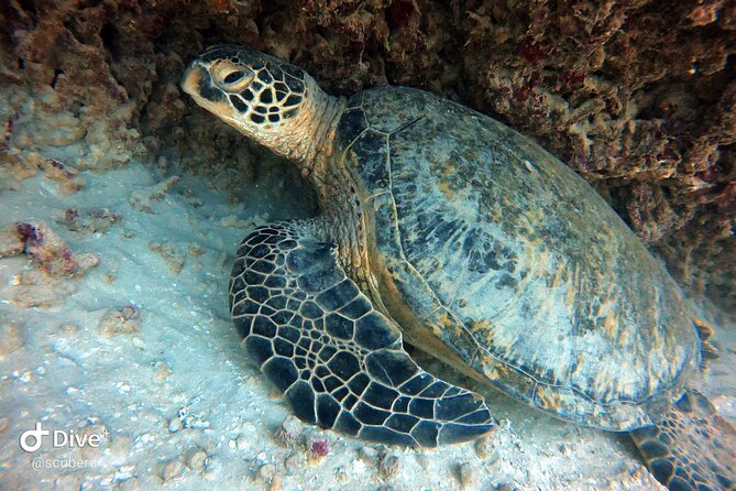 Small Group Shallow Reef Dive in Oahu - Getting to the Coral Gardens from Honolulu Harbor (Short Boat Ride, Real Focus)