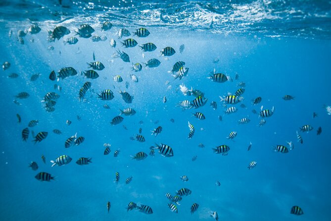 Small Group Turtle Canyon Snorkel in Waikiki (Boat Tour) - What the Boat Experience Adds: Drinks, Clean Setup, and a Calm Pace