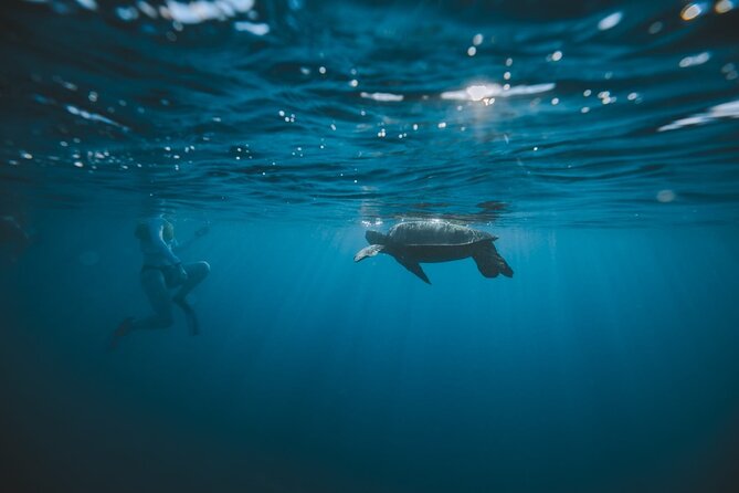 Small Group Turtle Canyon Snorkel in Waikiki (Boat Tour) - Wildlife Viewing Etiquette: How to Get Better Encounters (Without Rushing)