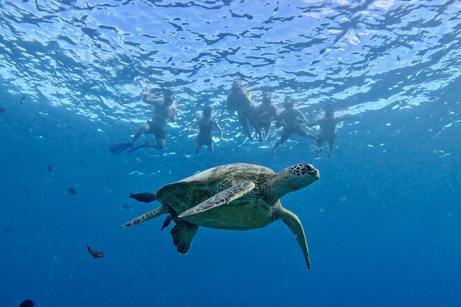 Small group Turtle Snorkel (16 people max): Sightings Guaranteed - The $85 Value: Why Small-Group Reef Time Feels Worth It