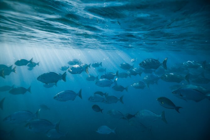 Small group Turtle Snorkel (16 people max): Sightings Guaranteed - Onboard Comfort: Shade, Sun, and Drinks That Actually Help
