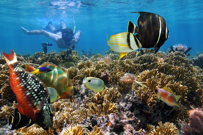 Snorkel Gears near Hanauma Bay - The Best Fit: Who Should Book This Gear Rental