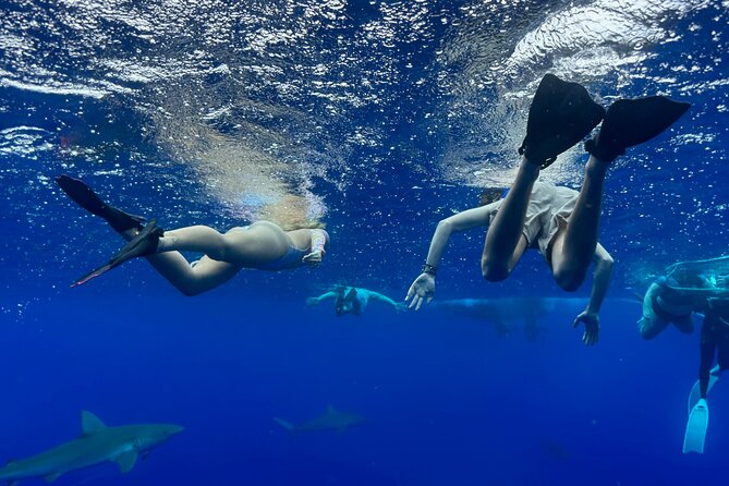Snorkel with sharks on the North Shore of Oahu - Getting to the North Shore, Haleiwa Harbor, and Your Shark Snorkel Start