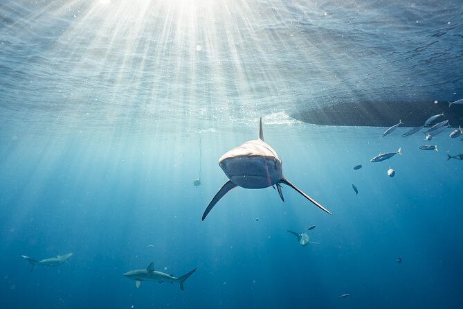 Snorkel with sharks on the North Shore of Oahu - Your Guide’s Safety Style: First In, Last Out