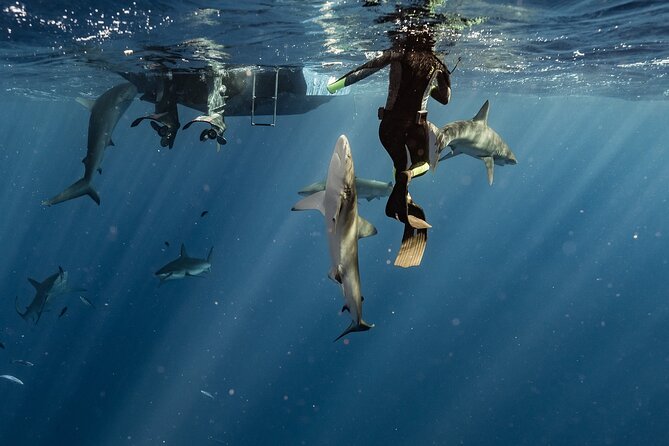 Snorkel with sharks on the North Shore of Oahu - In the Water: What “Swimming With Sharks” Feels Like