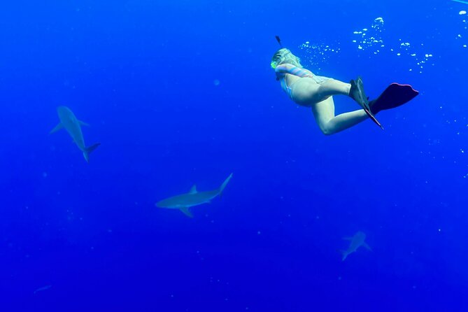 Snorkel with sharks on the North Shore of Oahu - Beyond Sharks: Fish, Seasonal Whales, and Ecosystem Thinking