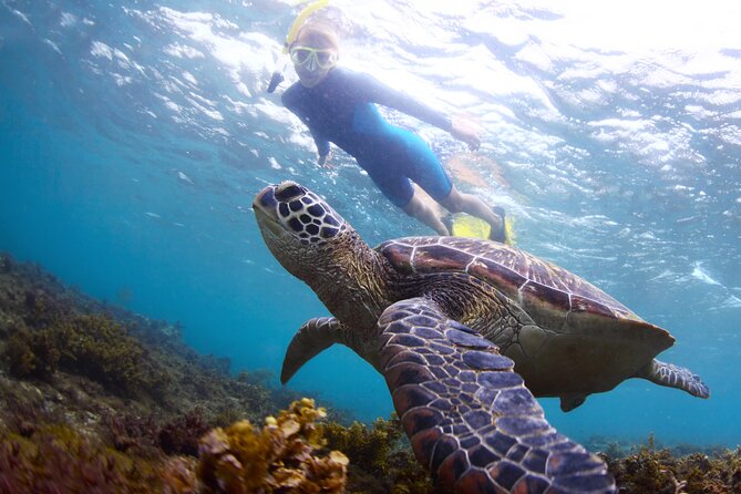Snorkel with Turtles - Key highlights