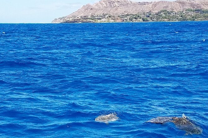 Snorkel with Turtles - Price and Value: Is $99 Fair for Gear, Support, and Snacks?