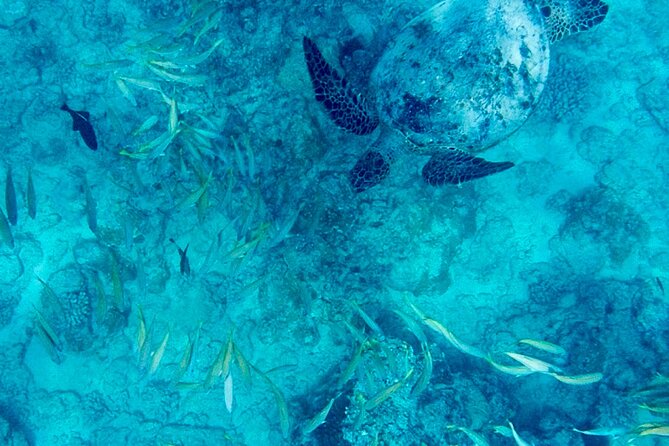 Snorkeling Adventure at Turtle Canyon - Key things to know before Turtle Canyon snorkel time