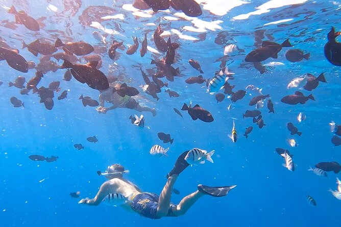 Snorkeling Adventure at Turtle Canyon - Holomoana St check-in: quick start, clear expectations