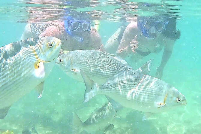 Snorkeling in Waikiki Many Fish All Levels Free Video & Pics! - Why Waikiki Snorkeling Here Feels Easy: Shallow Water and a Protected Spot