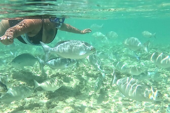 Snorkeling in Waikiki Many Fish All Levels Free Video & Pics! - Gear That’s Actually Included: Masks, Snorkel, Watershoes, and Float Support