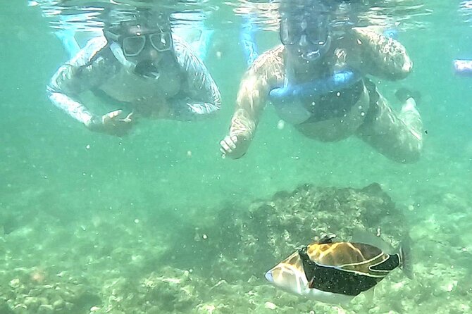 Snorkeling in Waikiki Many Fish All Levels Free Video & Pics! - Who Should Book This Waikiki Snorkel Class