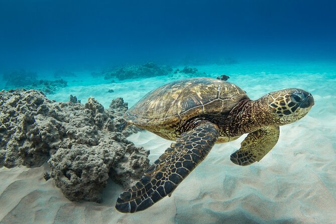 Snorkeling with Sea Turtles in Waikiki Hawaii Boat Tour - Price and Value: Is $125 Worth It for Turtle Snorkeling?