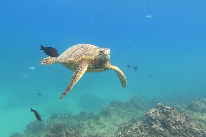 Snorkeling with Turtle/Water Scooter/Paddleboard Adventures Oahu - Quick Highlights You’ll Feel Immediately