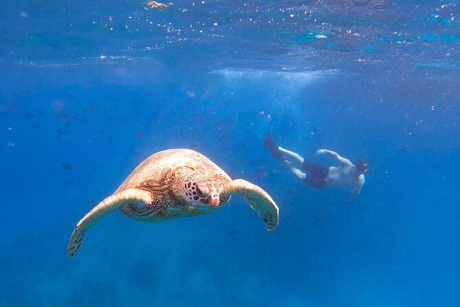 Snorkeling with Turtle/Water Scooter/Paddleboard Adventures Oahu - Waikiki Stop: City Energy Meets the Ocean