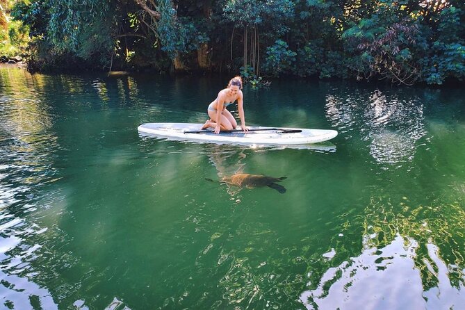Stand Up Paddle Nature and Turtle tour-Guaranteed to see turtles - North Shore paddling on the Anahulu Stream