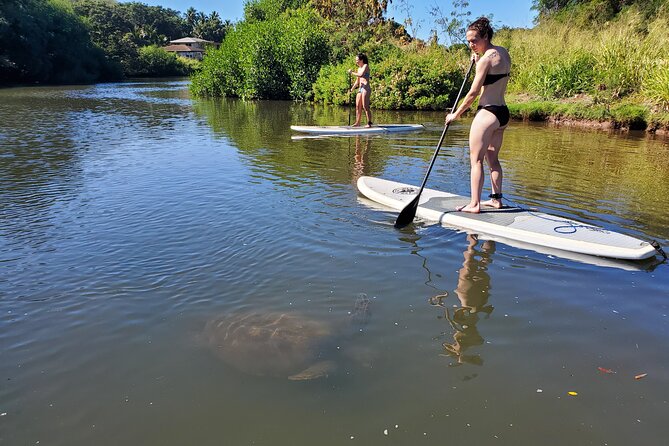 Stand Up Paddle Nature and Turtle tour-Guaranteed to see turtles - Water clarity, river conditions, and choosing the right time