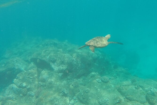 Stand Up Paddle Nature and Turtle tour-Guaranteed to see turtles - Turtle time: what the guarantee really means