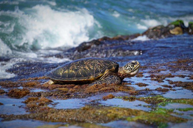 Sunrise Plus Island Tour - How the Guide Teaches Photography While You Move