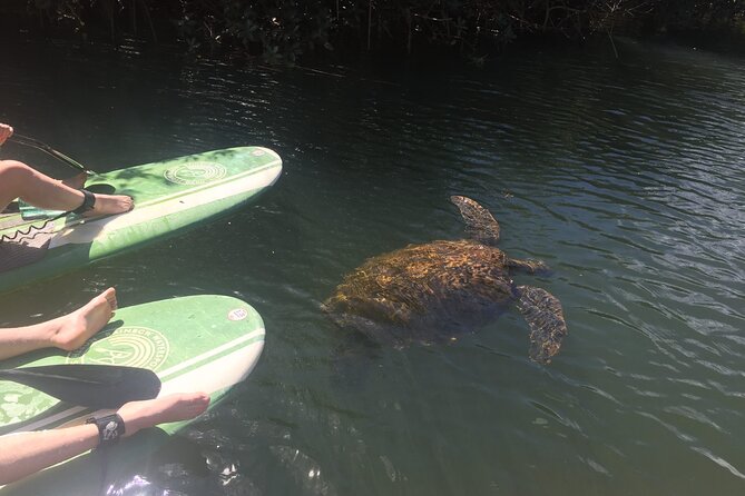 Sunset Stand Up Paddle with Photos and Turtles - Safety, Lifeguards, and Why This Doesn’t Feel Sketchy