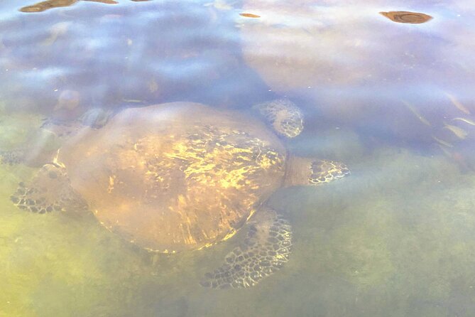 Sunset Stand Up Paddle with Photos and Turtles - Who This Tour Fits Best (and Who Should Think Twice)
