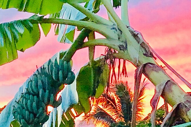 Surf Lessons on the North Shore of Oahu - Sea Turtles and North Shore Nature Time