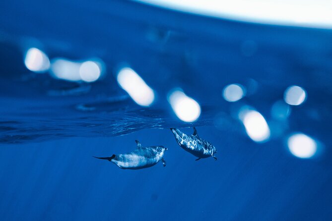 Swim with Dolphins Catamaran with Waterslide & Lunch on Oahu - Price and what $199 actually buys you on Oahu