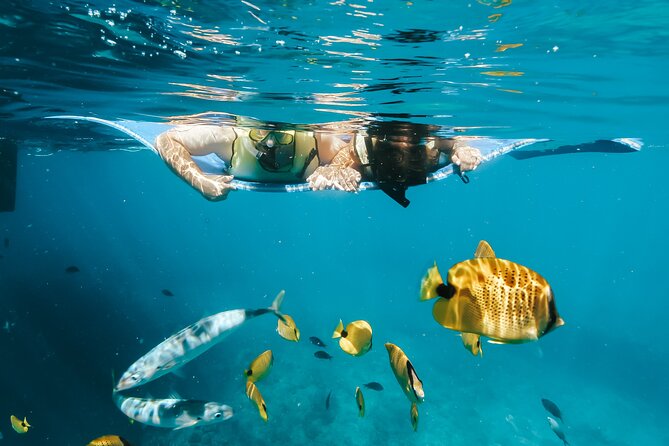 Swim with Dolphins Catamaran with Waterslide & Lunch on Oahu - Out on the west coast: how dolphin time tends to feel