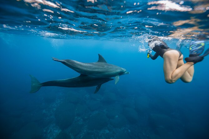 Swim With Dolphins & Turtles in West Oahu (Semi-Private Tours) - What stands out on this Waianae dolphin and turtle tour