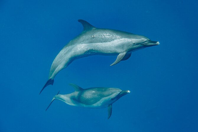 Swim With Dolphins & Turtles in West Oahu (Semi-Private Tours) - 3 hours on the water, and how the timing usually plays out
