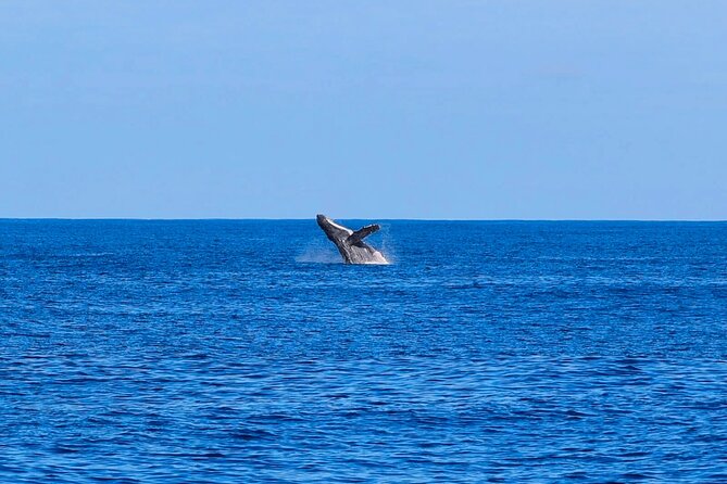 Swim With Dolphins & Turtles in West Oahu (Semi-Private Tours) - Wildlife you can actually plan around, dolphins, turtles, and more
