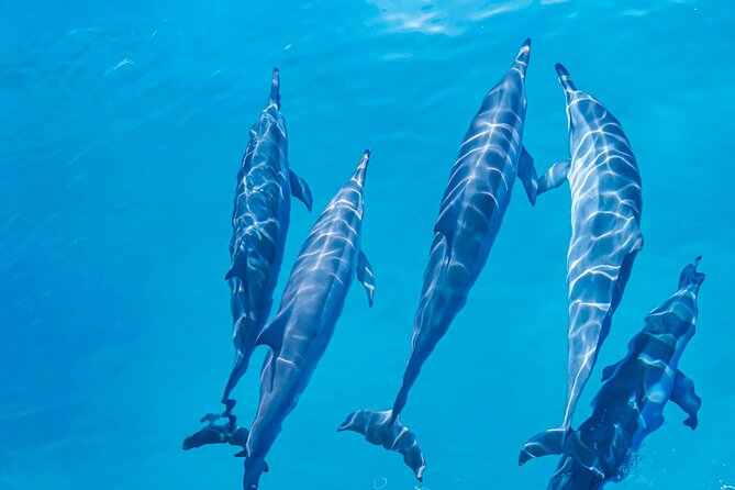 Swim With Dolphins & Turtles in West Oahu (Semi-Private Tours) - Snorkeling setup, what “provided gear” really means for you