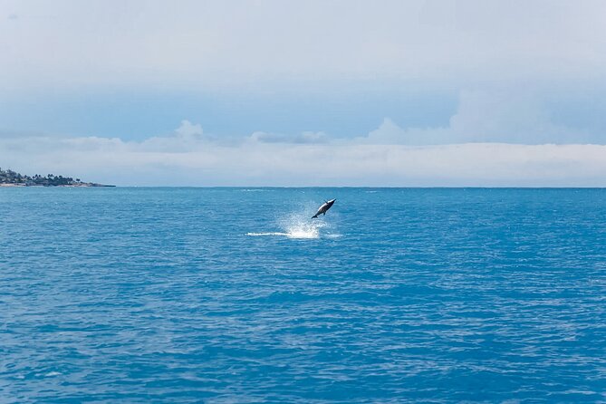 Swim With Dolphins & Turtles in West Oahu (Semi-Private Tours) - Price and value: is $200 per person worth it?