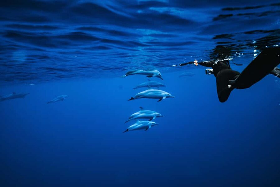 Swim with Wild Dolphins Oahu Speedboat Snorkeling Adventure! - Key things I’d watch for on this Oahu dolphin and snorkel trip