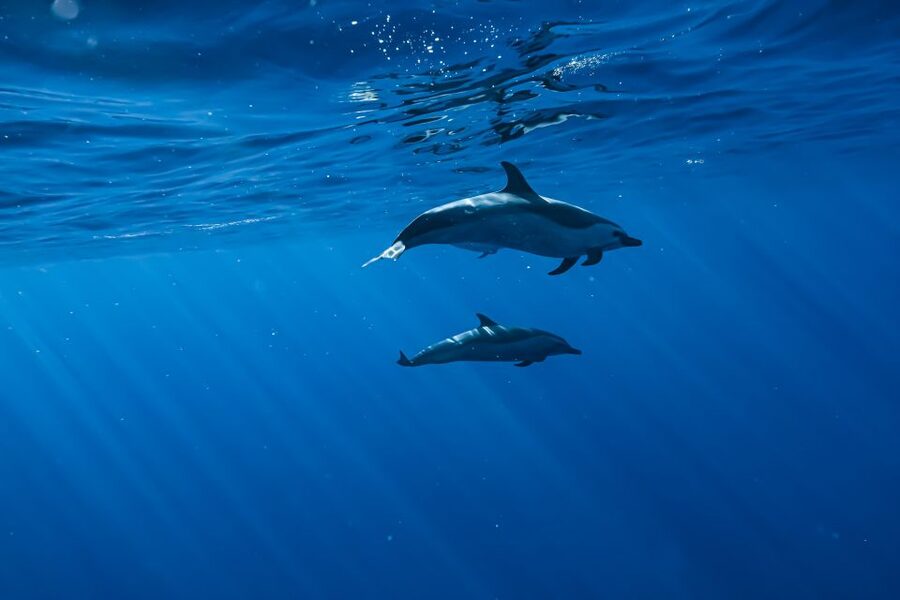 Swim with Wild Dolphins Oahu Speedboat Snorkeling Adventure! - Who this tour fits best, and who should reconsider
